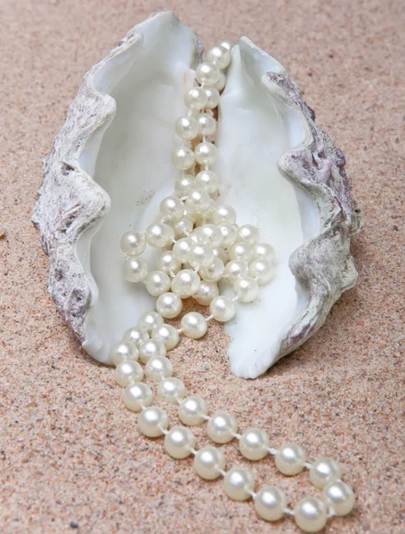Perle und Schale — Stockfoto