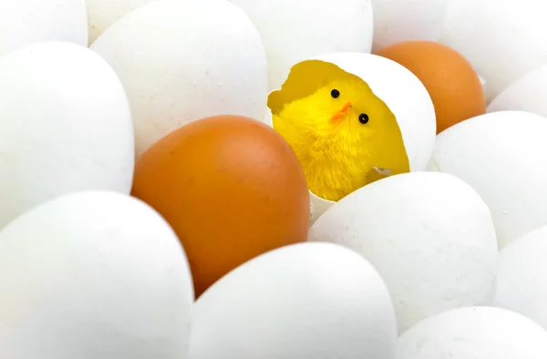 Nowonarodzony kurczak w skorupce jaj — Zdjęcie stockowe