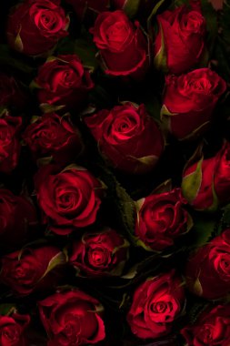 Red roses on a black background. Low key. clipart