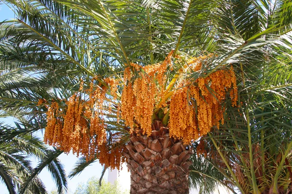 Röda tropiska bär - frukt av jul palm — Stockfoto