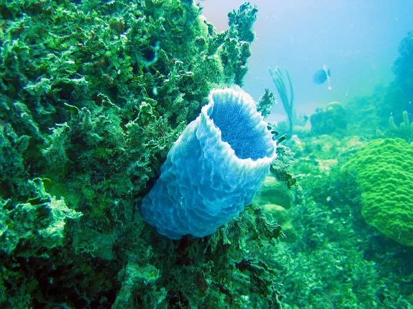 Stock image Corals under water