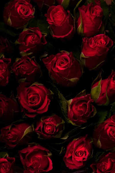 Rosas vermelhas sobre um fundo preto. Tecla baixa . — Fotografia de Stock