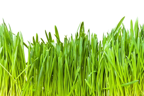 stock image Green grass on a white background