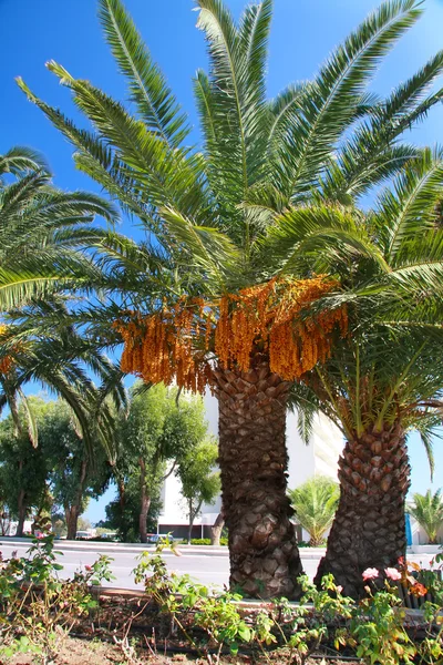 Röda tropiska bär - frukt av jul palm — Stockfoto