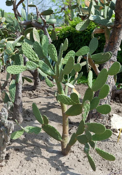 Cactus de pera espinosa en un campo —  Fotos de Stock