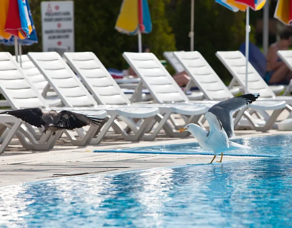 Seagull and crow at the pool and a row of empty chaise lounges — Stock Photo, Image
