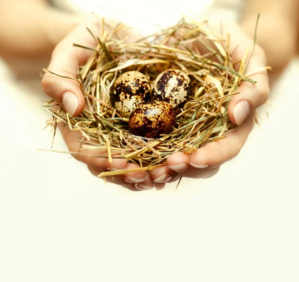 Menselijke handen houden en zorg over nest met eieren — Stockfoto