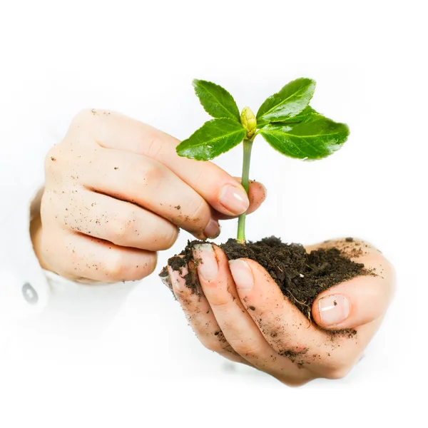 Ondersteuning van kleine plant — Stockfoto