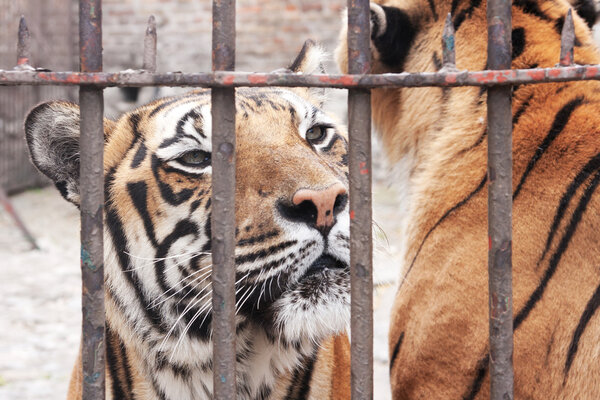 Portrait of captivity animal, tiger in cage.