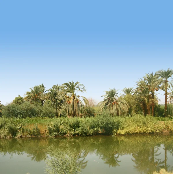 Zelené plochy s palmami podél řeky Nilu v Egyptě, — Stock fotografie