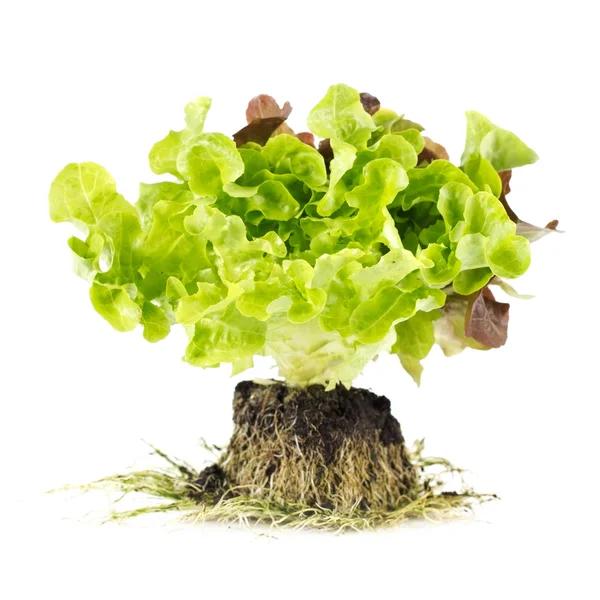 Freshness green salad — Stock Photo, Image