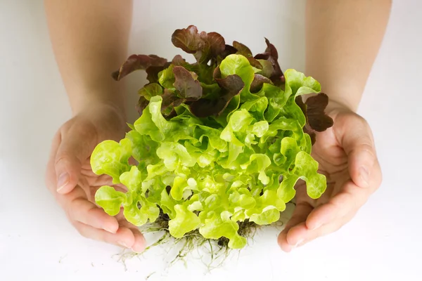 Protecting organic green salad — Stock Photo, Image