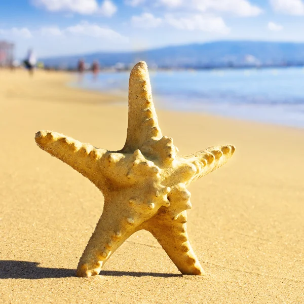 Sea star op het strand — Stockfoto