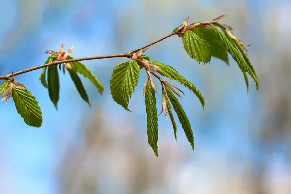 Spring beech leaves — Stock Photo, Image