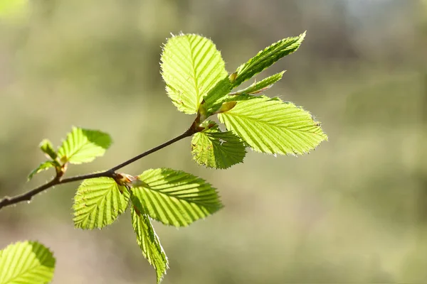 Spring beech leaves — Stock Photo, Image
