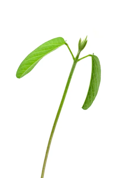 ダイズ幼植物 — ストック写真
