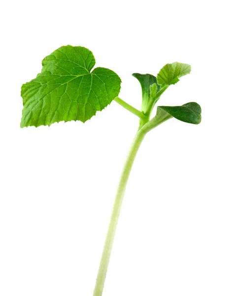 Small plant — Stock Photo, Image