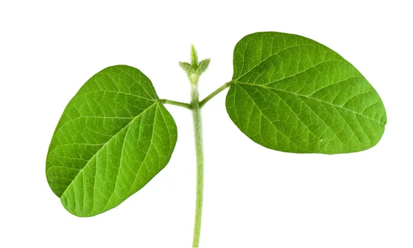 Soybean seedling — Stock Photo, Image