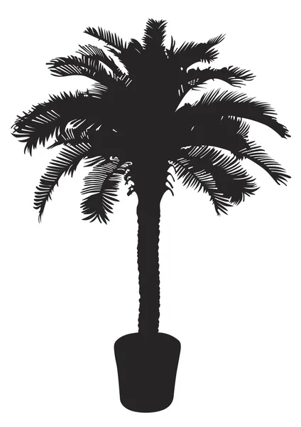 Palmera — Vector de stock