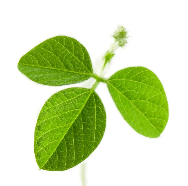 Fresh Soy Beans — Stock Photo, Image