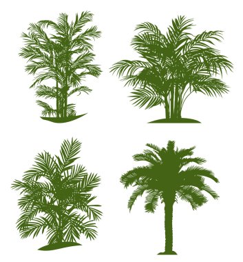 Palm tree clipart