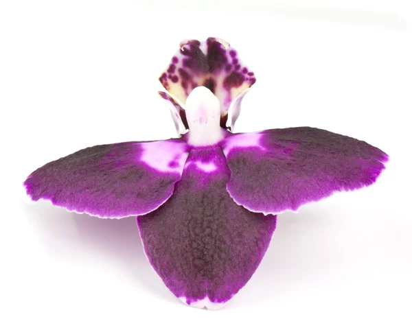 Orhid flower — Stock Photo, Image