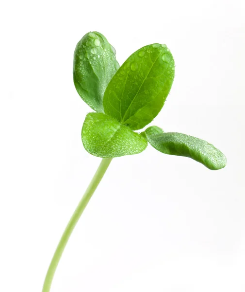 Gröna groddar — Stockfoto