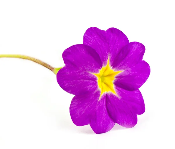 Primula flor — Fotografia de Stock