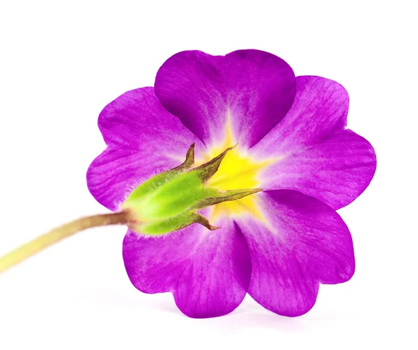 Primula fleur — Photo
