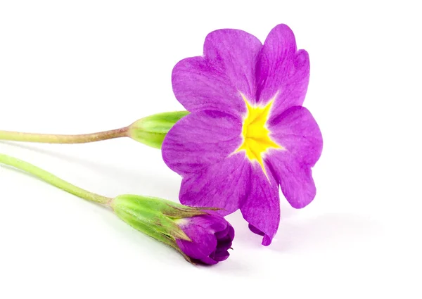Primula flower — Stock Photo, Image