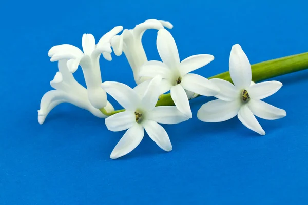 Witte hyacint over blauwe achtergrond — Stockfoto