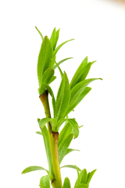 Willow branch — Stock Photo, Image