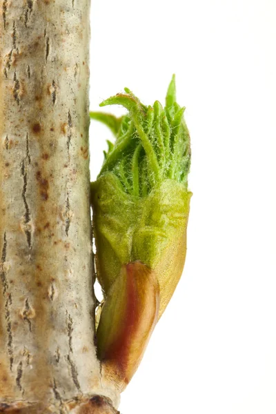 Buds no ramo — Fotografia de Stock