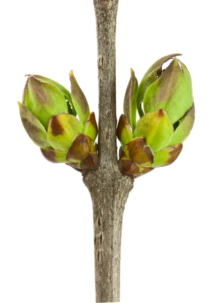 Lilac Buds — Stock Photo, Image