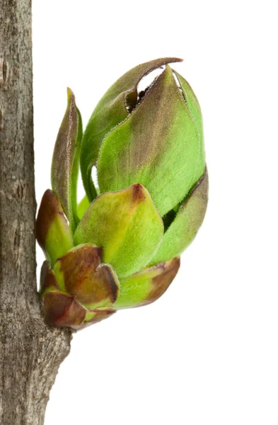 Lilac Buds — Stock Photo, Image