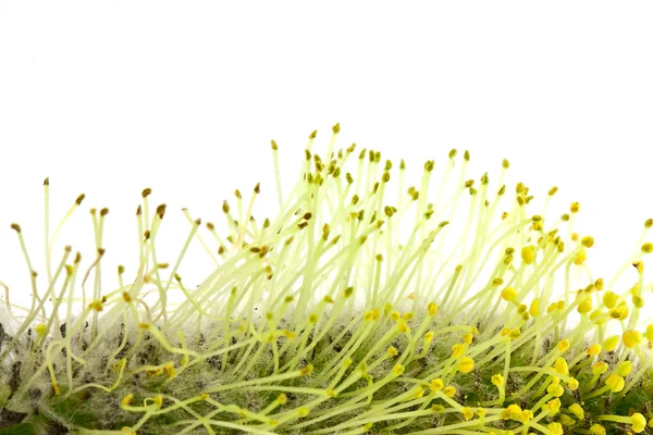 Weidenpollen — Stockfoto