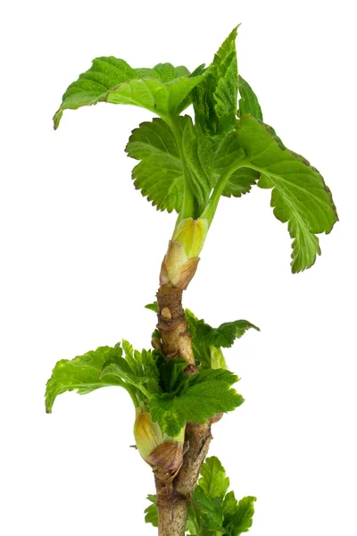 Ribes Şubesi — Stok fotoğraf