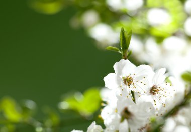 White flowers on teh green background clipart