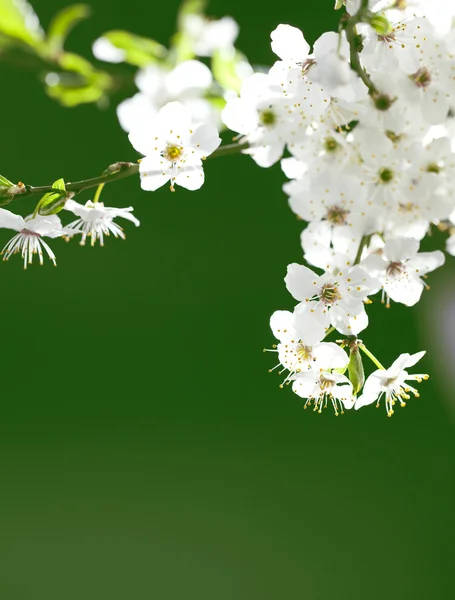 Білі квіти квітучі — стокове фото