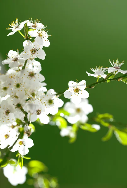 Białe kwiaty w pełnym rozkwicie — Zdjęcie stockowe
