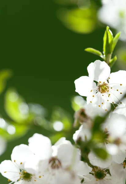 緑の背景に白い花を咲かせ — ストック写真