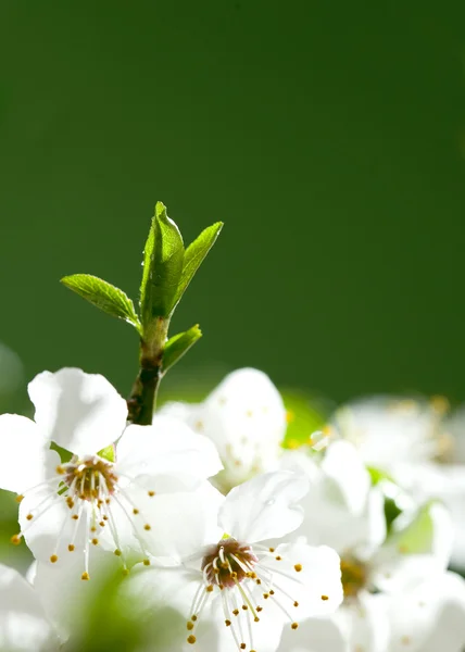 Beautiful white flowers — Stock Photo, Image