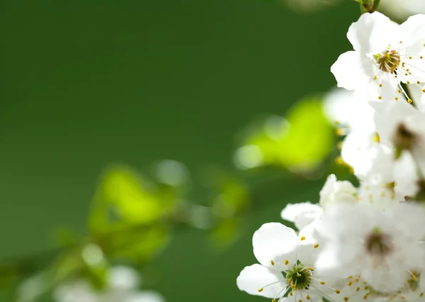 美しい白い花 — ストック写真