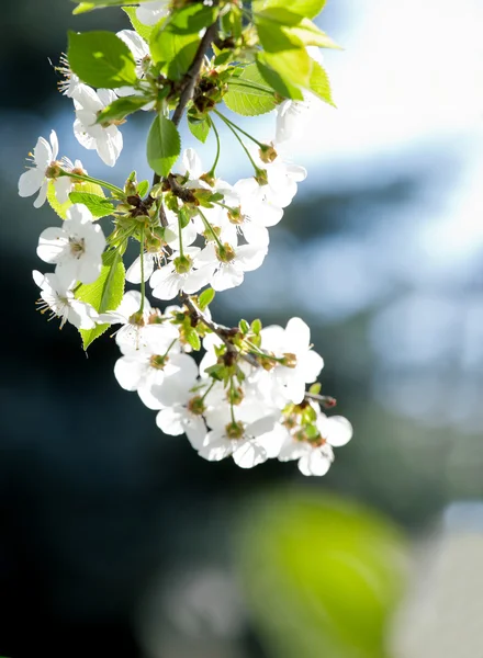 暗い背景上の白い花 — ストック写真