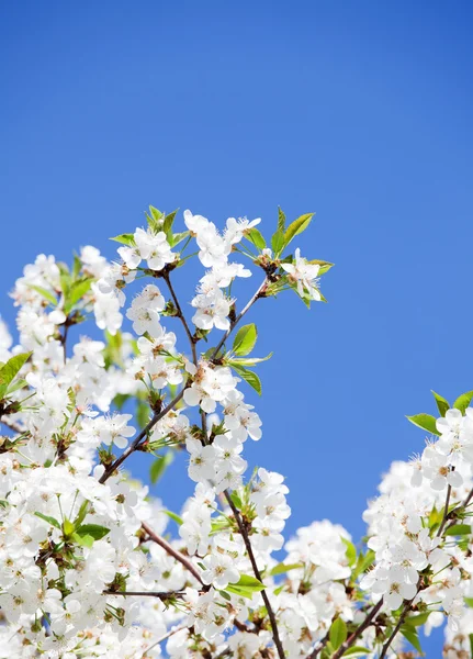 White flowers on the blue sky sky skywhite flowers on the blu — Stock Photo, Image