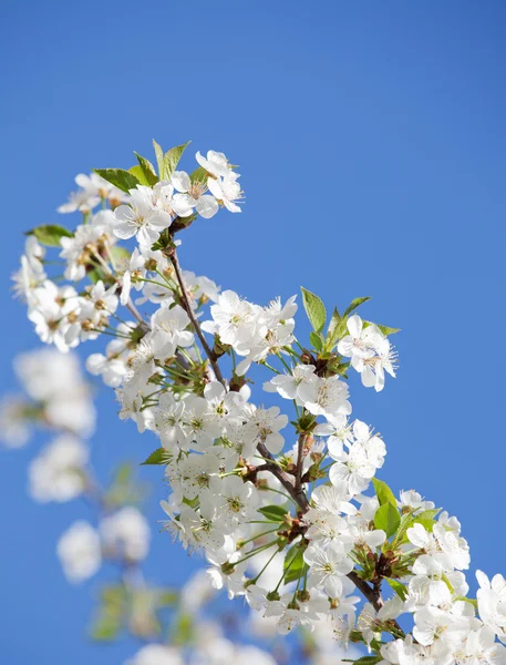 Bílé květy na modré obloze — Stock fotografie