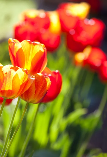 As tulipas no jardim — Fotografia de Stock