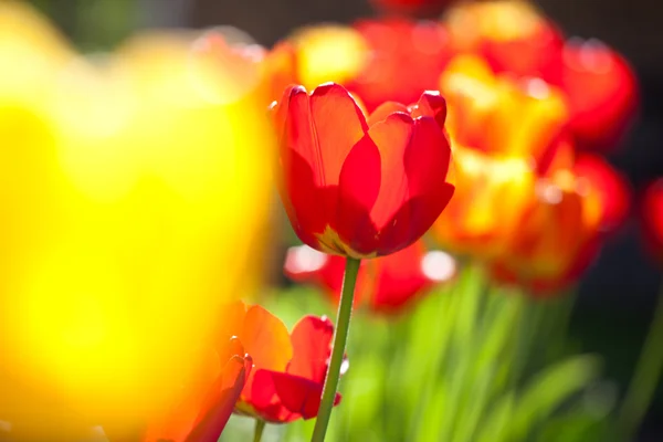The tulips — Stock Photo, Image