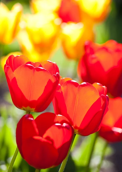 Die Tulpen und der Frühling — Stockfoto