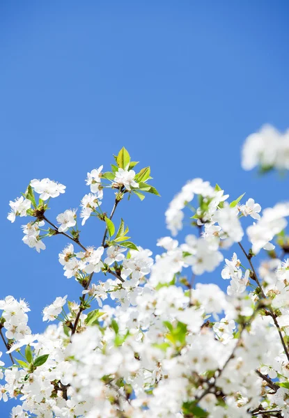 Vita blommor på den blå himlen — Stockfoto